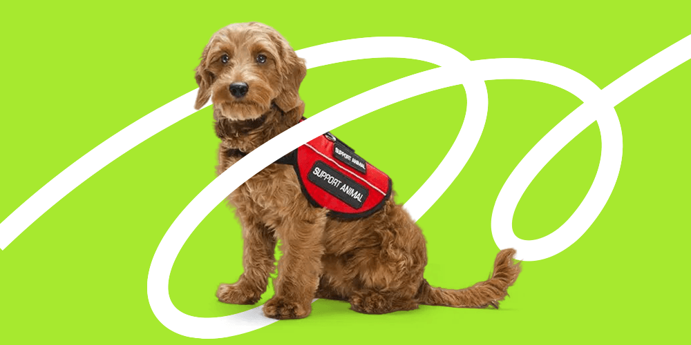 ¿Tienes “lomitos”? Conoce nuestro Código de Conducta y la sección dedicada a los Animales de Servicio y de Apoyo Emocional